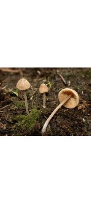 민들레건초종버섯 (Conocybe fuscimarginata (Murr.) Sing.)