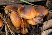 담갈색송이 (Tricholoma ustale (Fr.) P. Kumm.)