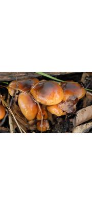 담갈색송이 (Tricholoma ustale (Fr.) P. Kumm.)