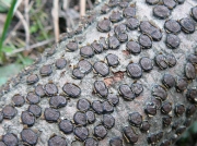요버섯(꼬리버섯) (Diatrype disciformis (Hoffm.) Fr.)