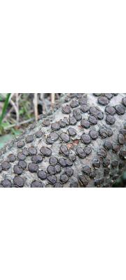 요버섯(꼬리버섯) (Diatrype disciformis (Hoffm.) Fr.)