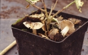 톱니종버섯 (Conocybe intrusa (Peck) Sing.)