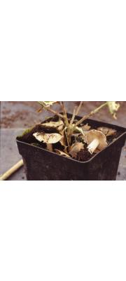 톱니종버섯 (Conocybe intrusa (Peck) Sing.)