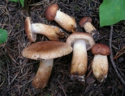 비늘송이 (Tricholoma vaccinum (Schaeff.) P. Kumm.)