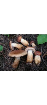 비늘송이 (Tricholoma vaccinum (Schaeff.) P. Kumm.)