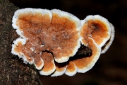 겹무른구멍장이버섯 (Gloeoporus dichrous (Fr.) Bres.)