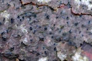 넓은요버섯(주홍꼬리버섯) (Diatrype stigma (Hoffm.) Fr.)