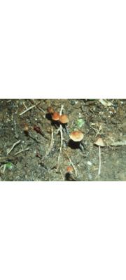 큰머리종버섯 (Conocybe juniana (Velen.) Hauskn. &amp; Svrček  > Conocybe magnicapitata P.D. Orton)
