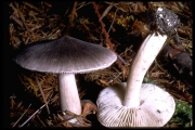 흑비늘송이(처녀송이버섯) (Tricholoma virgatum (Fr.) P. Kumm.)