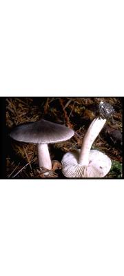 흑비늘송이(처녀송이버섯) (Tricholoma virgatum (Fr.) P. Kumm.)