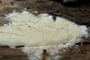 검무른구멍장이버섯 (Gloeoporus pannocinctus (Romell) Erikss.)