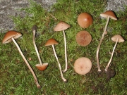 솜털종버섯(털종버섯) (Conocybe pilosella (Pers.) Kuhn.)