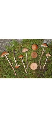 솜털종버섯(털종버섯) (Conocybe pilosella (Pers.) Kuhn.)