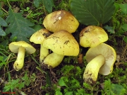 녹황색송이 (Tricholoma viridifucatum Bon)