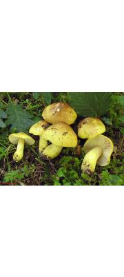 녹황색송이 (Tricholoma viridifucatum Bon)