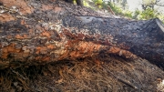 갈무른구멍장이버섯(가죽아교버섯) (Gloeoporus taxicola (Pers.) Gilbn. & Ryv.  > Meruliopsis taxicola)