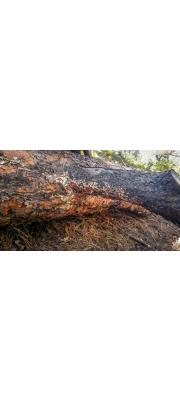 갈무른구멍장이버섯(가죽아교버섯) (Gloeoporus taxicola (Pers.) Gilbn. &amp; Ryv.  > Meruliopsis taxicola)