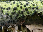 참나무쇠요버섯 (Diatrypella quercina (Pers.) Cooke)