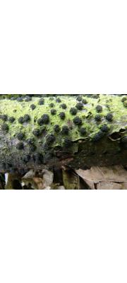 참나무쇠요버섯 (Diatrypella quercina (Pers.) Cooke)