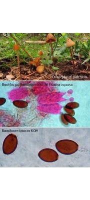 작은머리종버섯 (Conocybe pulchella (Velen.) Hauskn. &amp; Svrcek  > Conocybe pseudopilosella (Kuhn) Kuhn &amp; Romagn.)