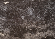 단풍마른버짐버섯(마른버짐버섯) (Eutypa maura (Fr.) Sacc.  > Eutypa acharii Tul.)