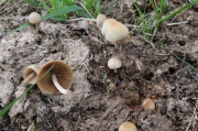 건초종버섯 (Conocybe rikenii (Schaeff.) Kuhn.)