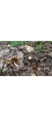 건초종버섯 (Conocybe rikenii (Schaeff.) Kuhn.)