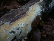 후막고약버섯(누에고약버섯) (Hypochnicium bombycinum (Sommerf.) Erikss.  > Corticium bombycinum)