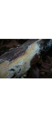 후막고약버섯(누에고약버섯) (Hypochnicium bombycinum (Sommerf.) Erikss.  > Corticium bombycinum)
