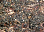 돌기마른버짐버섯 (Eutypa scabrosa (Bull.) Auersw.)