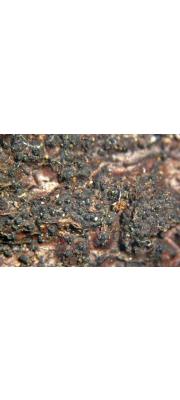 돌기마른버짐버섯 (Eutypa scabrosa (Bull.) Auersw.)