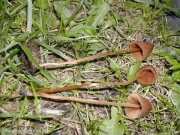 루비종버섯 (Conocybe rubiginosa Watl.)