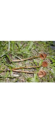 루비종버섯 (Conocybe rubiginosa Watl.)