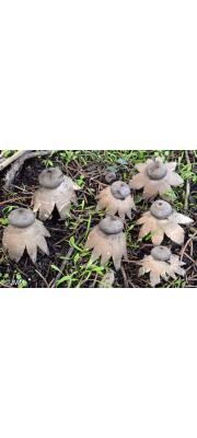 왕관방귀버섯 (Geastrum coronatum Pers.)