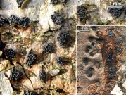 냄새참버섯 (Eutypella alnifraga (Wahl.) Sacc.)