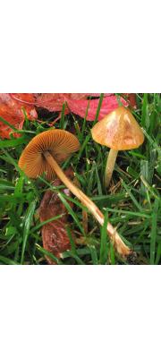 밀종버섯 (Conocybe siliginea (Fr.) Kühn.)