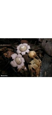 테두리방귀버섯(다발테두리방귀버섯) (Geastrum fimbriatum Fr.  > Geastrum sessile (Sow.) Pouz)