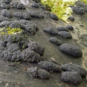 다형빵팥버섯(다형팥버섯) (Annulohypoxylon multiforme (Fr.) Ju., Rog. & H. Hsieh  > Hypoxylon multiforme (Fr.) Fr.)
