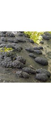 다형빵팥버섯(다형팥버섯) (Annulohypoxylon multiforme (Fr.) Ju., Rog. &amp; H. Hsieh  > Hypoxylon multiforme (Fr.) Fr.)