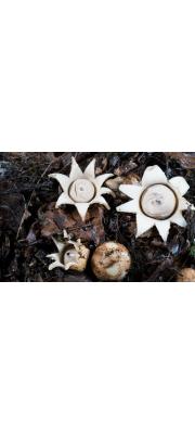 술병방귀버섯 (Geastrum lageniforme Vittad.)