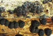 검은빵팥버섯(검은팥버섯) (Annulohypoxylon truncatum (Schw.) Ju., Rog. & H. Hsieh  > Hypoxylon truncatum (Schw.) Mill.)