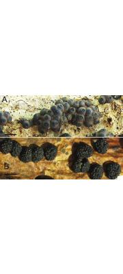 검은빵팥버섯(검은팥버섯) (Annulohypoxylon truncatum (Schw.) Ju., Rog. &amp; H. Hsieh  > Hypoxylon truncatum (Schw.) Mill.)
