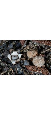 애기방귀버섯 (Geastrum mirabile Mont.)