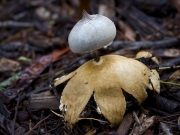 방귀버섯(빗살방귀버섯) (Geastrum pectinatum Pers.)