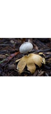 방귀버섯(빗살방귀버섯) (Geastrum pectinatum Pers.)