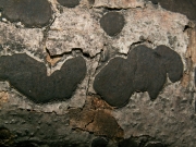 흑색민팥버섯(민팥버섯, 민혹콩버섯) (Biscogniauxia nummularia (Bull.) Kuntze > Hypoxylon nummularium Bull.)