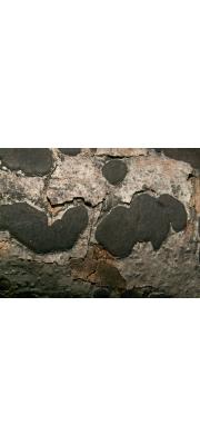 흑색민팥버섯(민팥버섯, 민혹콩버섯) (Biscogniauxia nummularia (Bull.) Kuntze > Hypoxylon nummularium Bull.)