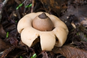 마른방귀버섯(갈색공방귀버섯) (Geastrum saccatum Fr.)