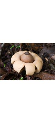 마른방귀버섯(갈색공방귀버섯) (Geastrum saccatum Fr.)