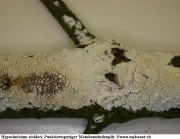 흰후막고약버섯 (Hypochnicium eichleri (Bres.) Erikss & Ryv.)